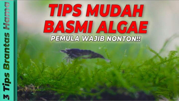 TANAMAN M4TI??? 3 Tips Basmi Algae pada Aquarium