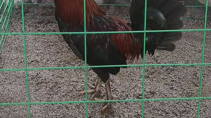 Our Asil JBs Black after second Win | Setsuna Gamefarm