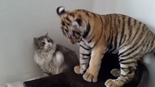 小老虎很喜欢撩骚家猫，结果被狂抽耳光