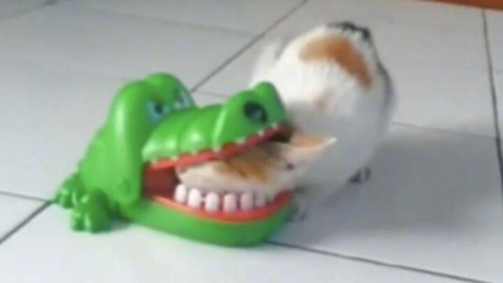 “That’s how the saying ‘curiosity killed the cat’ came to be”~