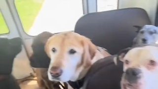 I really want to be a dog bus staff