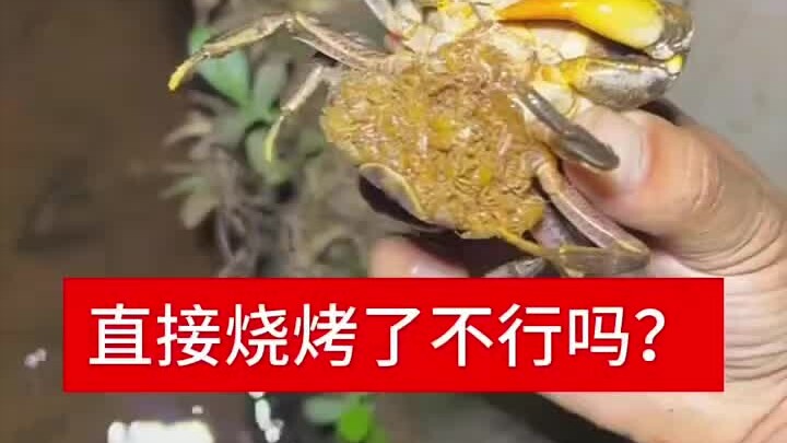 Releasing the Mother Crab