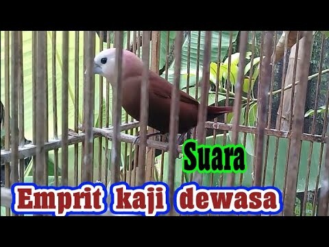suara standart emprit kaji dewasa ||emprit apapun ikut nyaut.