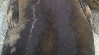 ใครมาจับฉันนะ