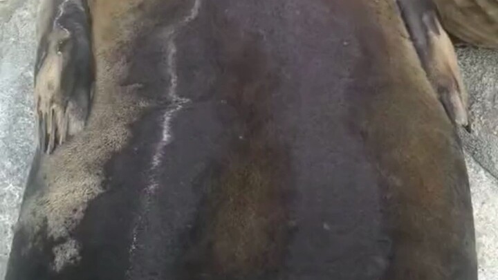 ใครมาจับฉันนะ