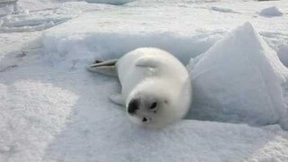นิตยสารกล้องดิจิตอล ฉบับเดือนธันวาคม "Pioneer's Site" Harp Seal