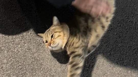 I can’t tell anymore whether it’s a person calling or a cat meowing!