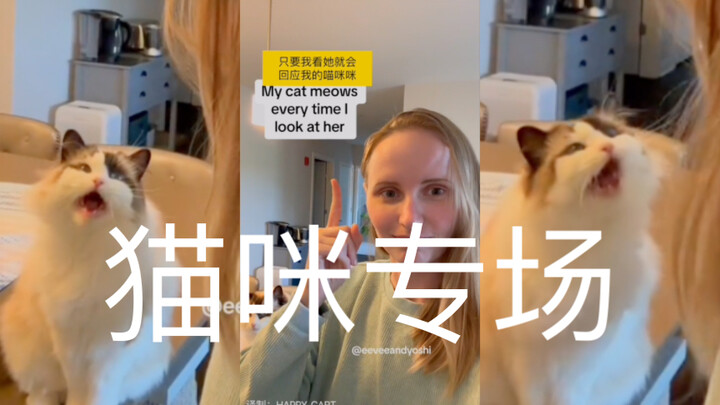 Kucingku selalu memberiku respons 100%!