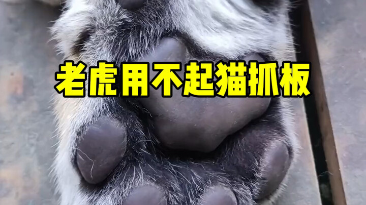 Tigers can’t afford cat scratching posts; they go straight for solid wood, and most cat‑sized ones c