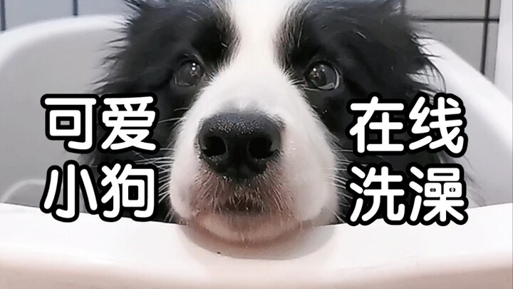 Please everyone, type “cute” for the puppy on the public screen!