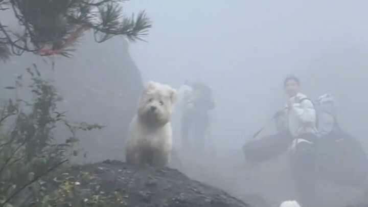 Chó cẩu thả =？