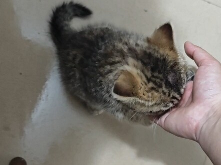 Đã nuôi một chú cún rồi~