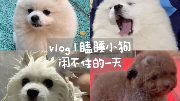 فِلُوغ | من قال إن هذا الكلب متعب؟ هذا الكلب رهيب بس!