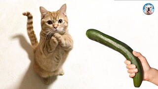 Best Of 2021 - Top 100+ Funny Pet Videos - TRY NOT TO LAUGH