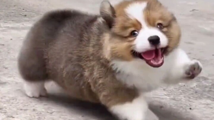“‘Little dog’ isn’t a derogatory term; a little dog’s love is always sincere and passionate.”
