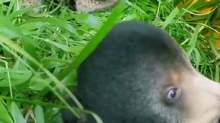 Beruang malaya di kebun binatang sering diganggu hingga jadi emosional. Setelah petugas kebun binata