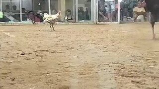 way kondisyon nag hangin sa suga,