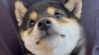 Puppy's First Grooming Experience