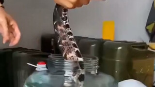 True: How nutritious is it to soak python in wine?
