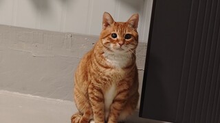 假如小猫会说话，它会说……