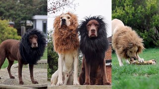 狮子王阿狗🦁 正式出道…给邻居们一个惊喜