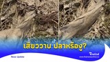 เน้นๆ ปลาหรืองู ตอนดึงเสียววาบ กลัวฉก!|Thainews - ไทยนิวส์|social 14-JJ