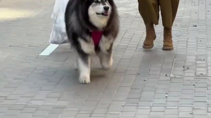 The difference between “A-grade dogs” and “F-grade dogs” is crystal clear.