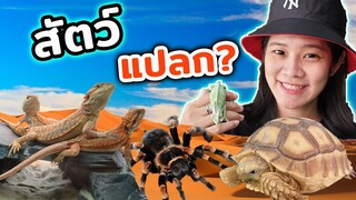 บุกจตุจักร สัตว์เลี้ยงพิเศษ ที่ร้าน forestexotic pet EP.44