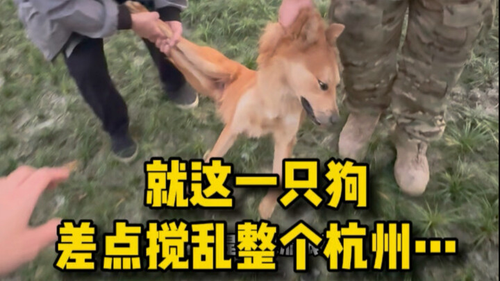 เจ้าของสุนัขที่ถูกประกาศตามล่าทั่วหางโจว ถูกจับกุมตัวแล้ว...