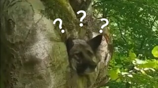 Confusing Actions of Animals X