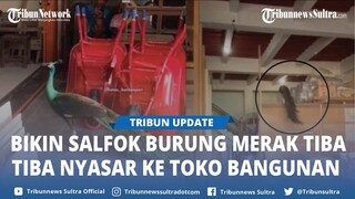 Viral Seekor Burung Merak Nyasar Masuk ke Toko Bangunan di Balikpapan