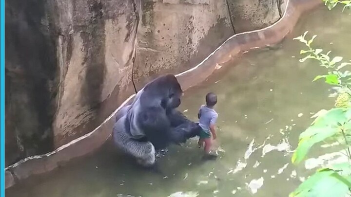Little boy falls into the gorilla's territory
