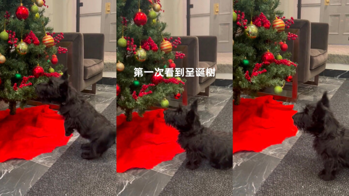 Saat anjing Scottish Terrier Melihat Pohon Natal 🎄🥺