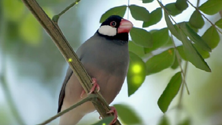 SUARA BURUNG GELATIK BELONG UNTUK PANCINGAN DENGAN GEMERICIK AIR