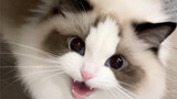 The roar of the Ragdoll cat really scares me