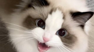 เสียงคำรามของแมว Ragdoll ทำให้ฉันกลัวจริงๆ