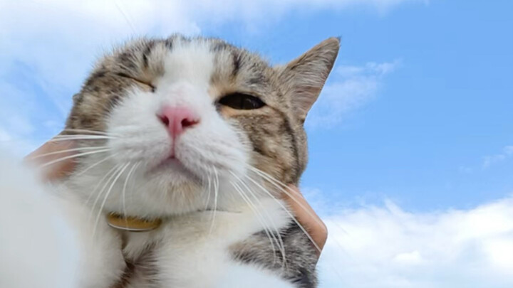 The right way to pet a cat～