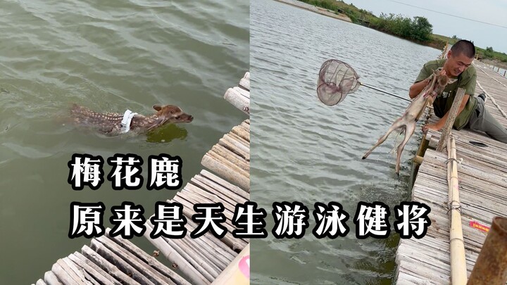 ไม่คาดคิดมาก่อน กวางตัวน้อยเกิดมาว่ายน้ำเป็น พอลูกฟู่โตขึ้น ก็มักจะพาไปอาบน้ำในบ่อปลาอยู่บ่อยๆ