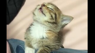 上课状态 be like :