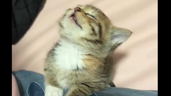 Classroom vibes be like: