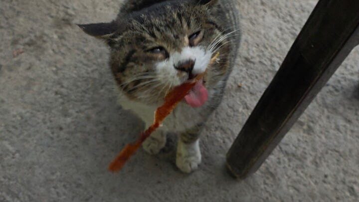 Kitty, you can enjoy some skewers!