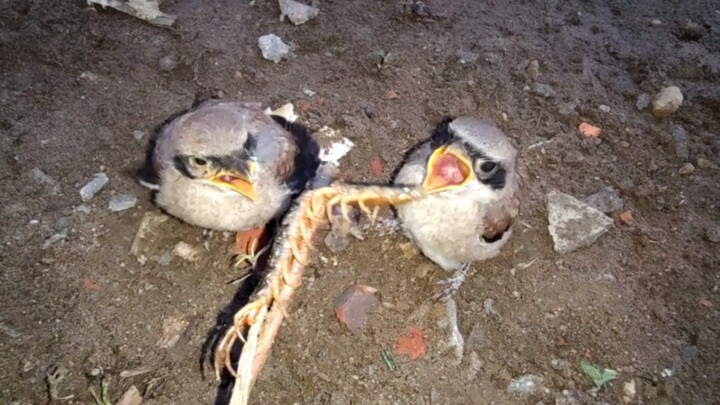 Reptile Pet | Shrike Eating Centipede