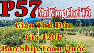 Mai vàng chơi tết p57 | 0706938527 Quế Anh | giảo thủ đức ghép 1,5 năm giá 120k/ 1c bao ship 6cay