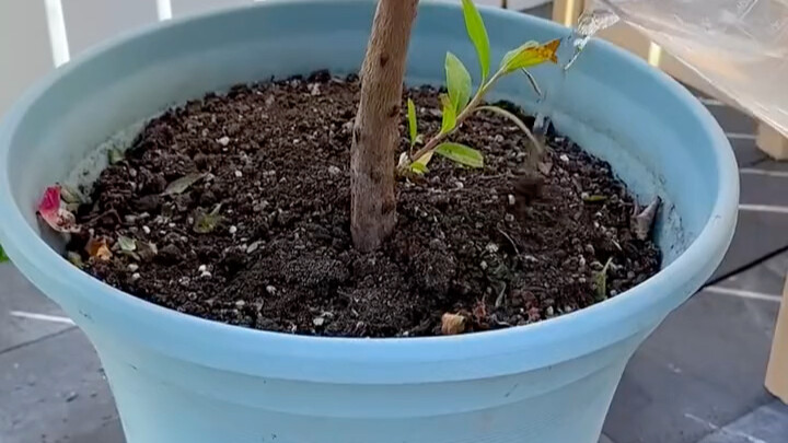 Don’t throw away the potato peels you’ve scraped off—collect them! They make excellent fertilizer fo