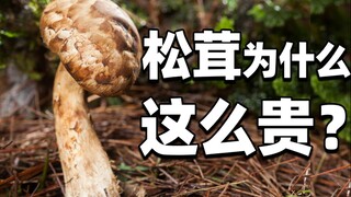 [รีวิวอาหาร] ทำไมเห็ดมัตสึทาเกะญี่ปุ่นถุงหนึ่งถึงมีมูลค่าเท่ากับบ้าน? ไก่เหม็นยูนนานกลับมาแล้ว!