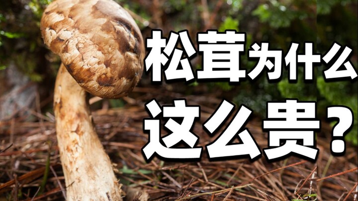 【食录】一袋日本松茸凭什么能值一套房？云南臭鸡大翻身！