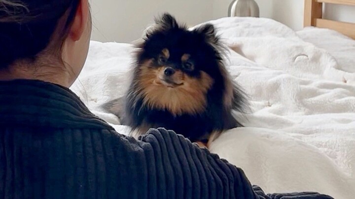 [Animal] [Pomeranian Dog] Hug Challenge