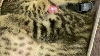lucu sekali 😺