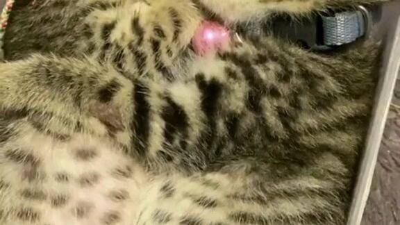 lucu sekali 😺