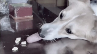 "Anjing pun tahu untuk menyerah jika tidak bisa menjilat dua kali. Bagaimana denganmu?"